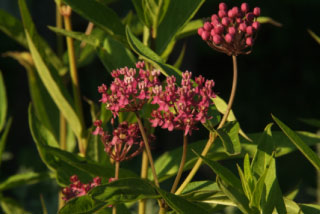 Asclepias incarnataRode zijdeplant bestellen